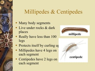 Millipedes & Centipedes
 Many body segments
 Live under rocks & dark
  places
                                  millipede
 Really have less than 100
  legs
 Protects itself by curling up
 Millipedes have 4 legs on
  each segment
                                  centipede
 Centipedes have 2 legs on
  each segment
 