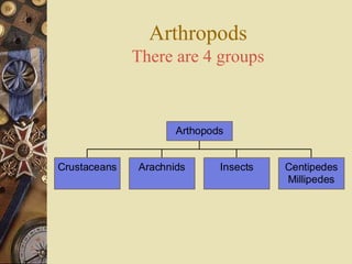 Arthropods
              There are 4 groups



                     Arthopods


Crustaceans   Arachnids      Insects   Centipedes
                                       Millipedes
 