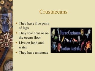Crustaceans
 They have five pairs
  of legs
 They live near or on
  the ocean floor
 Live on land and
  water
 They have antennae
 