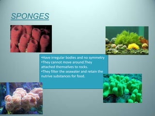 SPONGES




     •Have irregular bodies and no symmetry
     •They cannot move around.They
     attached themselves to rocks.
     •They filter the seawater and retain the
     nutrive substances for food.
 