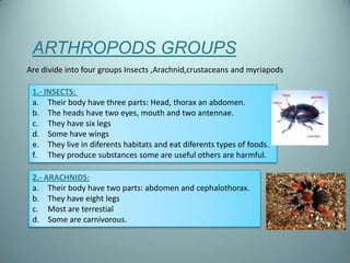 ARTHROPODS GROUPS
Are divide into four groups Insects ,Arachnid,crustaceans and myriapods

 1.- INSECTS:
 a. Their body have three parts: Head, thorax an abdomen.
 b. The heads have two eyes, mouth and two antennae.
 c. They have six legs
 d. Some have wings
 e. They live in diferents habitats and eat diferents types of foods.
 f. They produce substances some are useful others are harmful.

 2.- ARACHNIDS:
 a. Their body have two parts: abdomen and cephalothorax.
 b. They have eight legs
 c. Most are terrestial
 d. Some are carnivorous.
 