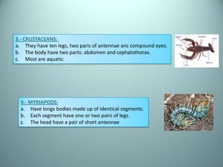 3.- CRUSTACEANS:
a. They have ten legs, two paris of antennae anc compound eyes.
b. The body have two parts: abdomen and cephalothorax.
c. Most are aquatic.




  4.- MYRIAPODS:
  a. Have longs bodies made up of identical segments.
  b. Each segment have one or two pairs of legs.
  c. The head have a pair of short antennae
 