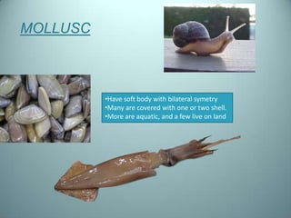 MOLLUSC



          •Have soft body with bilateral symetry
          •Many are covered with one or two shell.
          •More are aquatic, and a few live on land
 