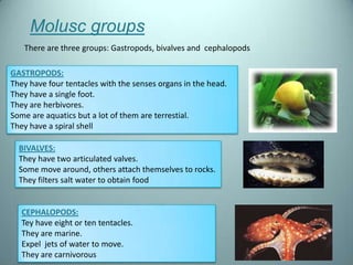 Molusc groups
   There are three groups: Gastropods, bivalves and cephalopods

GASTROPODS:
They have four tentacles with the senses organs in the head.
They have a single foot.
They are herbivores.
Some are aquatics but a lot of them are terrestial.
They have a spiral shell

  BIVALVES:
  They have two articulated valves.
  Some move around, others attach themselves to rocks.
  They filters salt water to obtain food


   CEPHALOPODS:
   Tey have eight or ten tentacles.
   They are marine.
   Expel jets of water to move.
   They are carnivorous
 