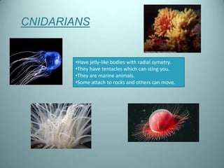CNIDARIANS


       •Have jelly-like bodies with radial symetry.
       •They have tentacles which can sting you.
       •...