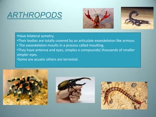 ARTHROPODS

 •Have bilateral symetry.
 •Their bodies are totally covered by an articulate exoeskeleton like armour.
 • The...