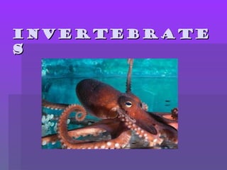 Invertebrate
s

 
