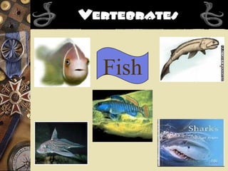Invertebrates | PPT