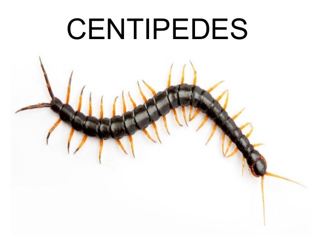 invertebrates