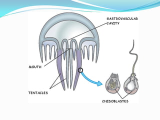 Invertebrates | PDF
