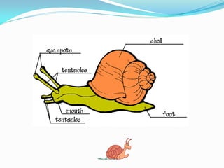 Activity 7. True or false?
1. Molluscs have four main parts in their bodies.
2. These parts are: head, body mass, and foot...