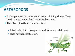  There are four groups of arthropods:
 Crustaceans: they usually have 10 legs, and are aquatics.
Ex. Crab, Lobster.
 