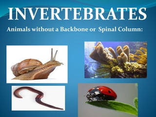 INVERTEBRATES
Animals without a Backbone or Spinal Column:
 