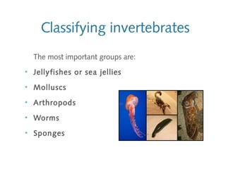 Classifying invertebrates
The most important groups are:
●
Jellyfishes or sea jellies
●
Molluscs
●
Arthropods
●
Worms
●
Sponges
 