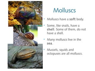 Molluscs
➔
Molluscs have a soft body.
➔
Some, like snails, have a
shell. Some of them, do not
have a shell.
➔
Many molluscs live in the
sea.
➔
Mussels, squids and
octopuses are all molluscs.
 
