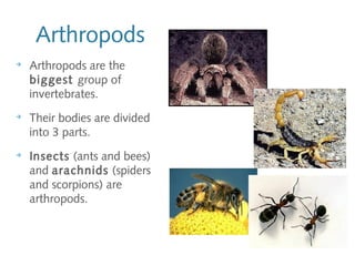 Arthropods
➔
Arthropods are the
biggest group of
invertebrates.
➔
Their bodies are divided
into 3 parts.
➔
Insects (ants and bees)
and arachnids (spiders
and scorpions) are
arthropods.
 