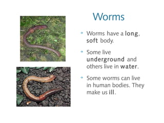 Worms
➔
Worms have a long,
soft body.
➔
Some live
underground and
others live in water.
➔
Some worms can live
in human bodies. They
make us ill.
 