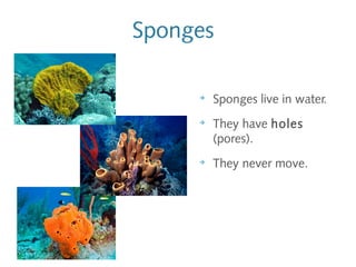 Sponges
➔
Sponges live in water.
➔
They have holes
(pores).
➔
They never move.
 