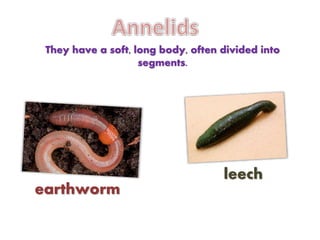 They have a soft, long body, often divided into
segments.
earthworm
leech
 