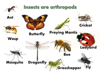 Ant
Wasp
Mosquito Dragonfly
FlyGrasshopper
Butterfly
Bee
Ladybird
Praying Mantis
Cricket
 