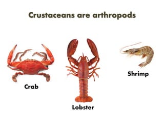 Crustaceans are arthropods
Crab
Lobster
Shrimp
 