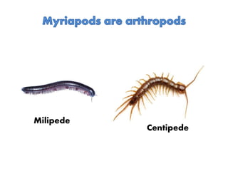 Milipede
Centipede
 