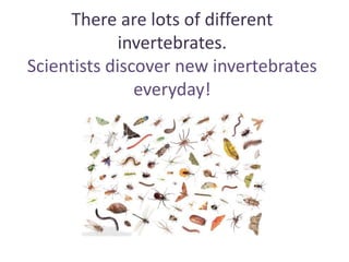 There are lots of different
invertebrates.
Scientists discover new invertebrates
everyday!
 