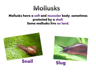 Mollusks have a soft and muscular body, sometimes
protected by a shell.
Some mollusks live on land.
Snail Slug
 