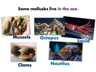 Some mollusks live in the sea.
Mussels
Clams
Octopus
Nautilus
Squid
 