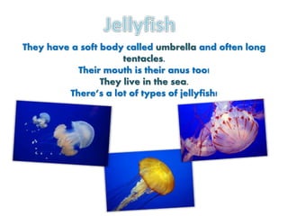 They have a soft body called umbrella and often long
tentacles.
Their mouth is their anus too!
They live in the sea.
There’s a lot of types of jellyfish!
 