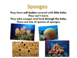 They have soft bodies covered with little holes.
They can’t move.
They take oxygen and food through the holes.
There are lots of species of sponges.
 