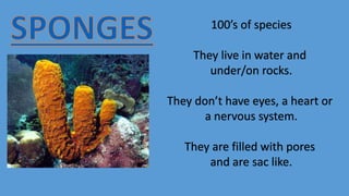 100’s of species
They live in water and
under/on rocks.
They don’t have eyes, a heart or
a nervous system.
They are filled with pores
and are sac like.
 