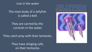 Live in the water
The main body of a Jellyfish
is called a bell.
They are carried by the
currents in the water.
They catch prey with their tentacles.
They have stinging cells
on their tentacles.
 
