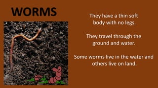 WORMS They have a thin soft
body with no legs.
They travel through the
ground and water.
Some worms live in the water and
others live on land.
 