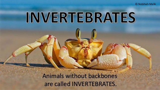 Animals Without Back Bones - Animal Classes - For this book, any animal