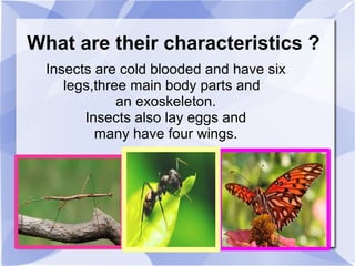 What are their characteristics ?
Insects are cold blooded and have six
legs,three main body parts and
an exoskeleton.
Insects also lay eggs and
many have four wings.
 