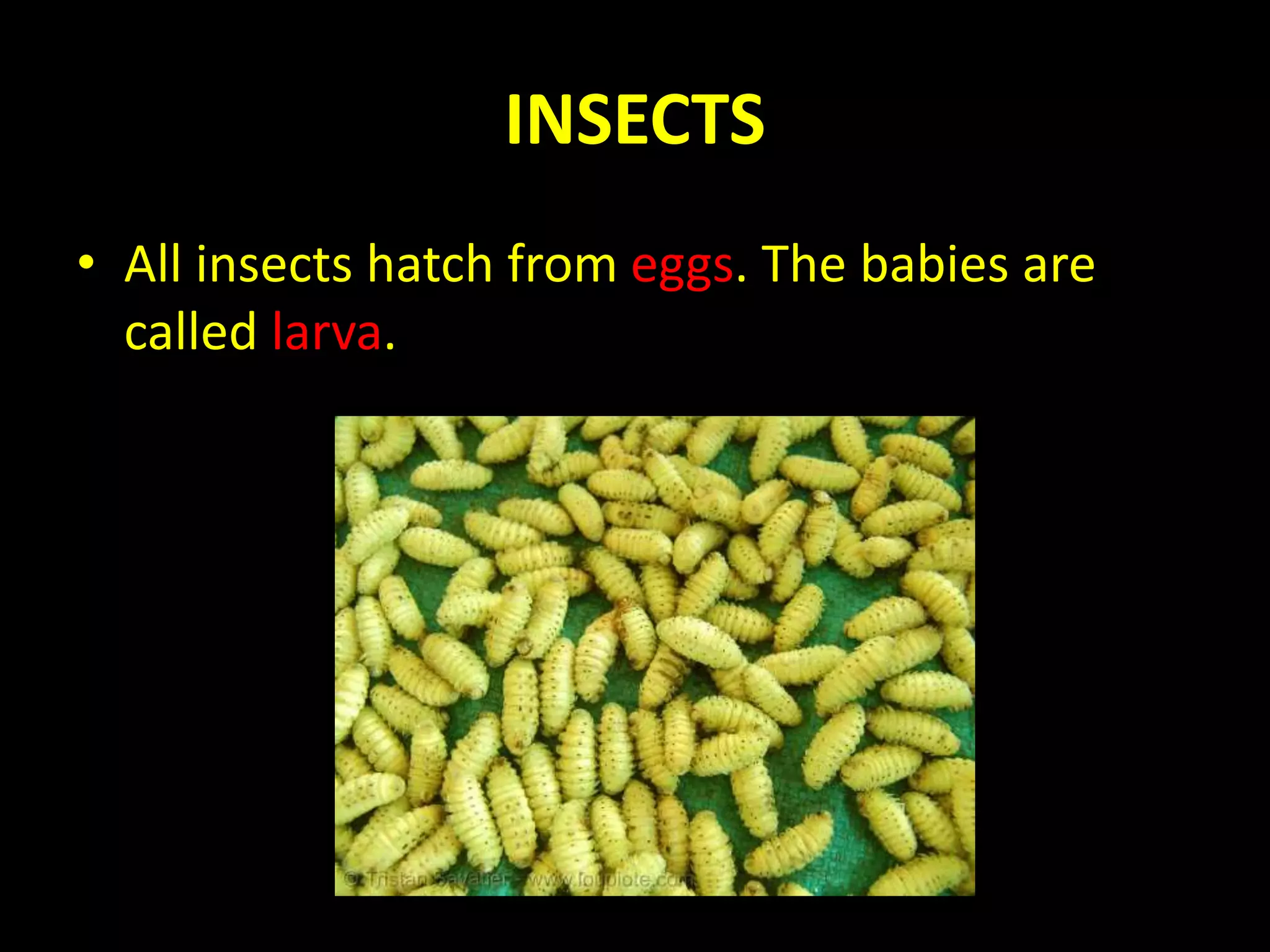 Invertebrates | PPSX