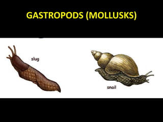GASTROPODS (MOLLUSKS)
 