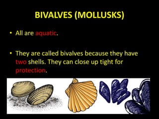 BIVALVES (MOLLUSKS)
• All are aquatic.
• They are called bivalves because they have
two shells. They can close up tight for
protection.
 