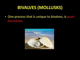 BIVALVES (MOLLUSKS)
• One process that is unique to bivalves, is pearl
formation.
 