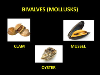 BIVALVES (MOLLUSKS)
CLAM MUSSEL
OYSTER
 