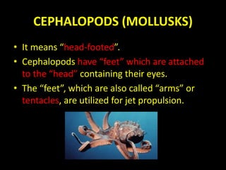 CEPHALOPODS (MOLLUSKS)
• It means “head-footed”.
• Cephalopods have “feet” which are attached
to the “head” containing their eyes.
• The “feet”, which are also called “arms” or
tentacles, are utilized for jet propulsion.
 