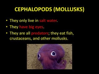 CEPHALOPODS (MOLLUSKS)
• They only live in salt water.
• They have big eyes.
• They are all predators; they eat fish,
crustaceans, and other mollusks.
 