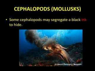 CEPHALOPODS (MOLLUSKS)
• Some cephalopods may segregate a black ink
to hide.
 