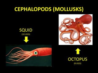 CEPHALOPODS (MOLLUSKS)
SQUID
(10 LEGS)
OCTOPUS
(8 LEGS)
 