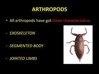 ARTHROPODS
• All arthropods have got three characteristics:
- EXOSKELETON
- SEGMENTED BODY
- JOINTED LIMBS
 