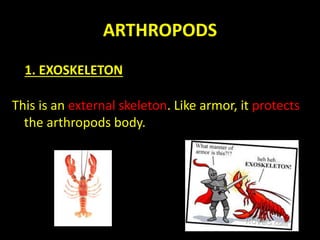 ARTHROPODS
This is an external skeleton. Like armor, it protects
the arthropods body.
1. EXOSKELETON
 