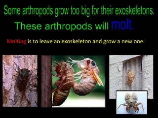 Molting is to leave an exoskeleton and grow a new one.
 