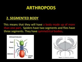 ARTHROPODS
This means that they will have a body made up of more
than one part. Spiders have two segments and flies have
three segments. They have symmetrical bodies.
2. SEGMENTED BODY
 