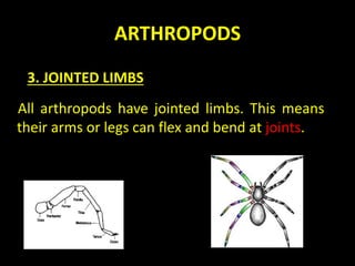 ARTHROPODS
All arthropods have jointed limbs. This means
their arms or legs can flex and bend at joints.
3. JOINTED LIMBS
 